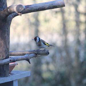 European Goldfinch