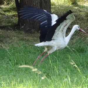 White Stork