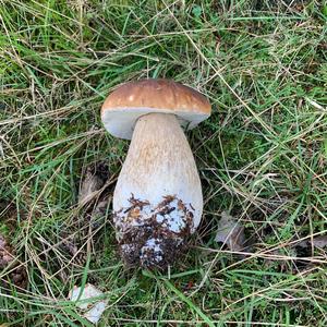 King Bolete