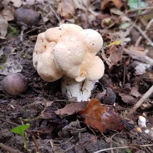 Hedgehog Fungus, Common