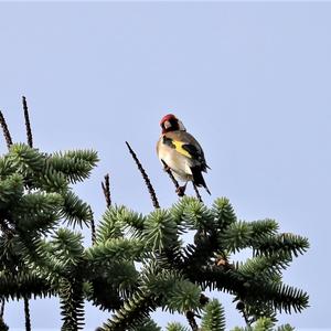 European Goldfinch