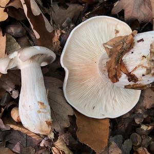 Cloudy Clitocybe