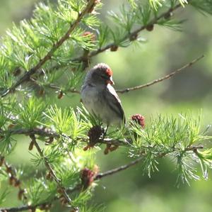 Common Redpoll