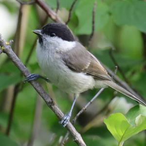 Marsh Tit