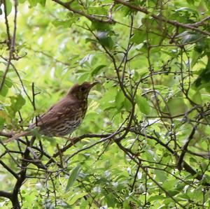 Song Thrush