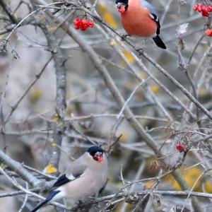 Eurasian Bullfinch