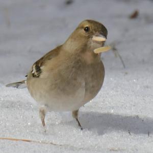 Eurasian Chaffinch