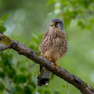 Common Kestrel