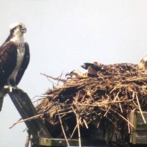 Osprey