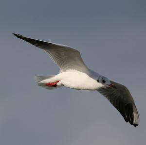 Black-headed Gull