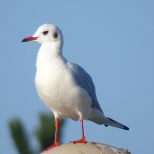 Black-headed Gull