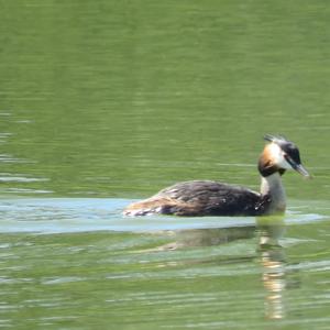 Great Crested Grebe