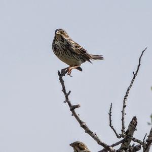 Corn Bunting