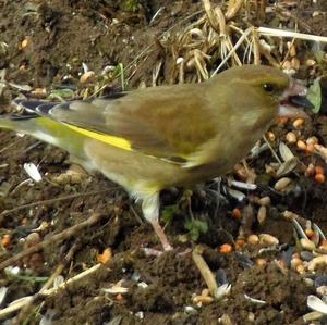 European Greenfinch