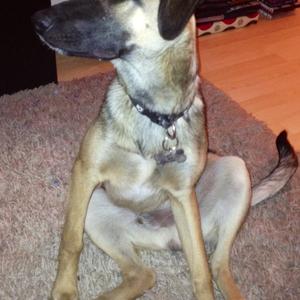 Unknown Breed
