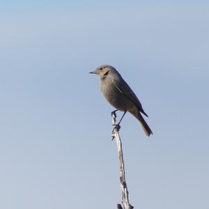 Black Redstart