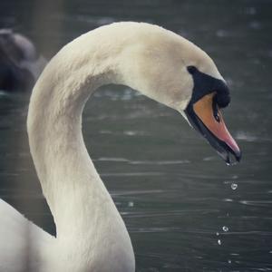 Mute Swan