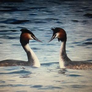 Great Crested Grebe