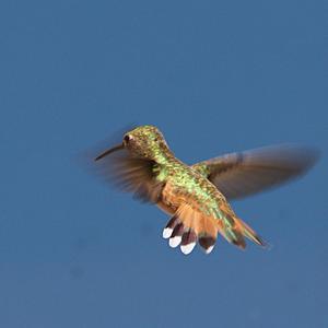 Broad-tailed Hummingbird