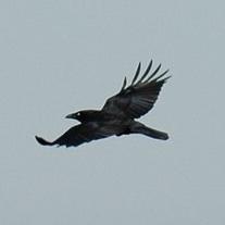 Carrion Crow