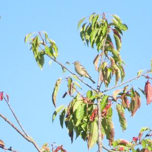 Eurasian Chaffinch