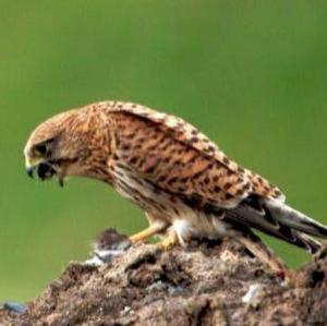 Turmfalke