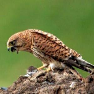 Common Kestrel