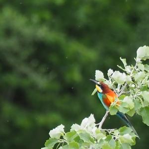 European Bee-eater