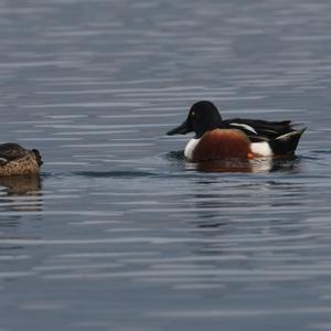 Northern Shoveler