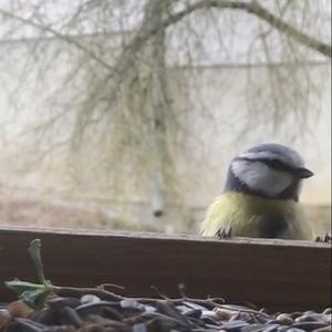 Blue Tit