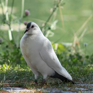 Rock Pigeon