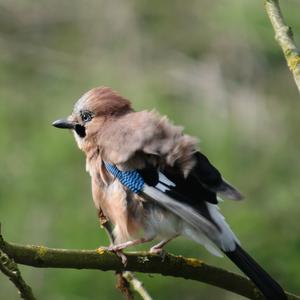 Eurasian Jay