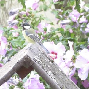 Great Tit