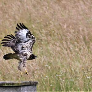 Common Buzzard