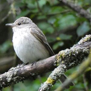 Spotted Flycatcher