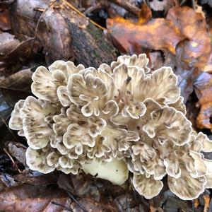 Hen-of-the-Woods