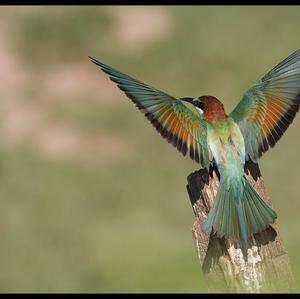 European Bee-eater