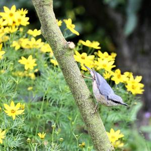 Wood Nuthatch