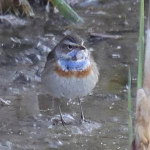 Bluethroat