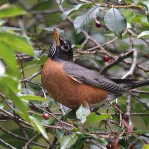 American Robin