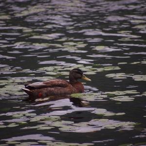 American Black Duck