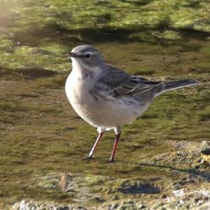 Water Pipit