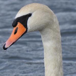 Mute Swan