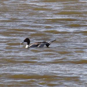 Northern Pintail