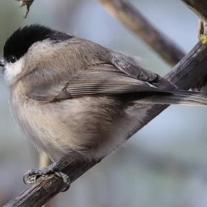 Marsh Tit