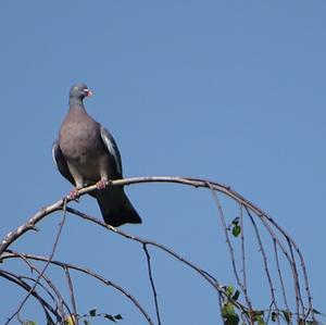 Common Wood-pigeon