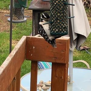 Hairy Woodpecker