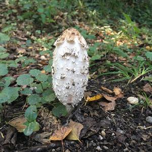 Shaggy Mane