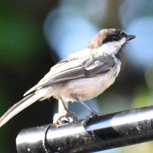 Black-capped Chickadee