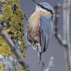 Wood Nuthatch